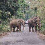 নাথুয়াগামী–গয়েরকাটা রাজ্য সড়কে খট্টিমারি জঙ্গলে হাতির দল, থমকালো যান চলাচল 3 1000297095