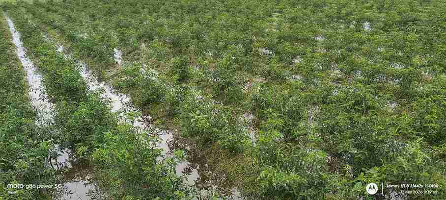 WhatsApp Image 2026 03 13 at 18.41.15 11zon